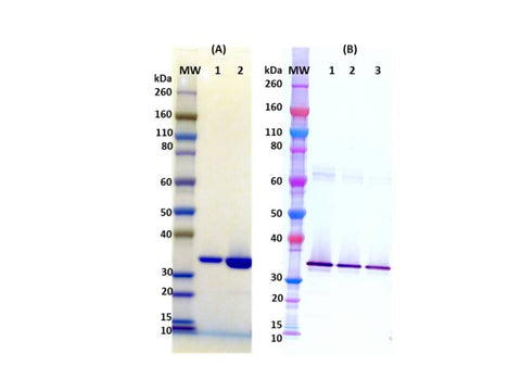 IBT Bioservices Recombinant HLG C, Tag Free (S. Aureus) 