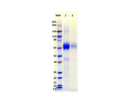 IBT Bioservices Recombinant Influenza Hemagglutinin Antigen Glycoprotein (H5N1 Vietnam)