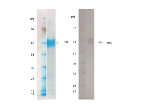 IBT Bioservices Recombinant Influenza Hemagglutinin GP (H9N2) Hong Kong 