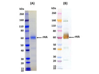 IBT Bioservices Influenza Hemagglutinin Glycoprotein (H1N1 Puerto Rico) 