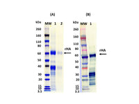 IBT Bioservices Influenza Hemagglutinin Glycoprotein (H10N8) (H10 Jiangxi-DONGHU)