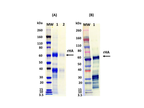 IBT Bioservices Influenza Hemagglutinin Glycoprotein (H10N8) (H10 Jiangxi-DONGHU)