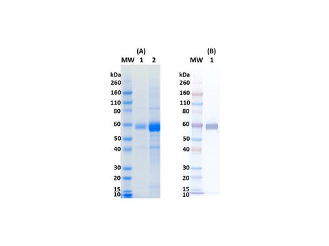 IBT Bioservices Influenza Hemagglutinin Glycoprotein (H10N8) Minus Transmembrane Region (H10ΔTM Jiangxi-Donghu)