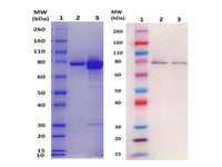 IBT Bioservices ISDB (S. Aureus)&nbsp;