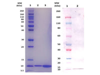 IBT Bioservices ESXA Protein (S. Aureus)