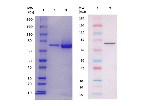 IBT Bioservices RCFLA Protein (S. Aureus) 