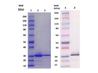 IBT Bioservices CSA1A Protein (S. Aureus) 