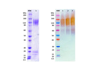 IBT Bioservices Recombinant GULU SUDAN Ebola Virus GPΔTM