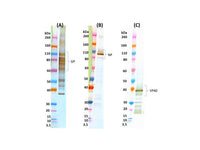 IBT Bioservices Ebola Virus-Like Particles (EBOV VIP) (Zaire)