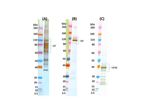 IBT Bioservices Ebola Virus-Like Particles (EBOV VIP) (Zaire)