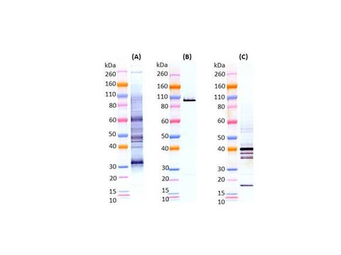 IBT Bioservices Sudan Virus-Like Particles (SUDV VLP)