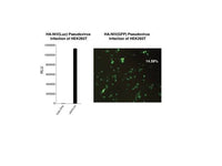 IBT Bioservices Nipah Virus-Like Particles (Ha-NIV)