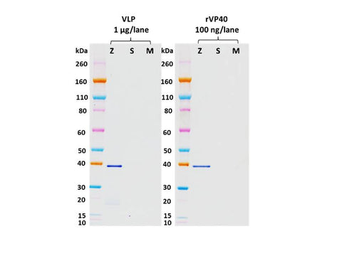 IBT Bioservices Rabbit Anti-Ebola Virus VP40 PAB