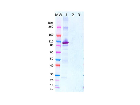 IBT Bioservices Rabbit Anti-Ebola Virus NP PAB