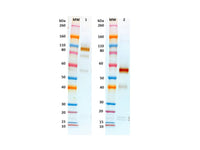 IBT Bioservices Rabbit Anti-Ebola Virus GPΔmuc PAB