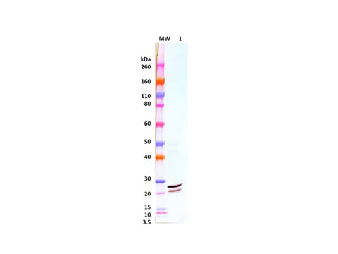 IBT Bioservices Rabbit Anti-Ebola Virus VP24 PAB 