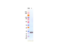 IBT Bioservices Rabbit Anti-Ebola Virus VP24 PAB (#2) 