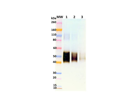 IBT Bioservices Rabbit Anti-Sudan Virus SGP PAB 