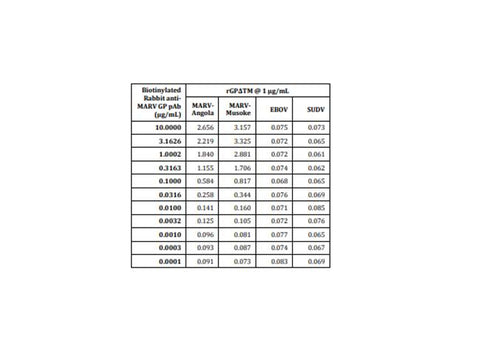 IBT Bioservices Rabbit Anti-Marburg GP PAB (Biotinylated) 