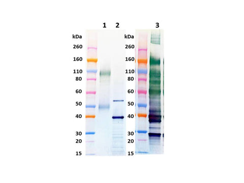 IBT Bioservices Rabbit Anti-Ebola VLP PAB