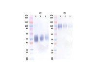 IBT Bioservices Rabbit Anti-Ebola Soluble GP (SGP) PAB