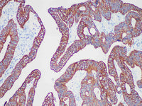 CAM 5.2 Monoclonal Antibody