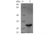 Recombinant Human Orexin-A protein (TRX,His tag)