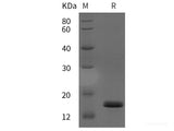 Recombinant Human BMP-7 protein (His tag)