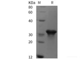 Recombinant Human BAG3 protein (GST tag)