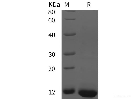 Recombinant Human NANOG protein (His tag)