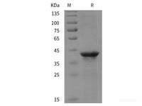 Recombinant Human SEC13 protein (His tag)