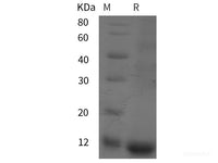 Recombinant Human INE1 protein (His tag)