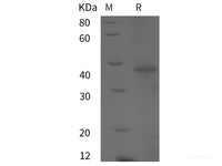 Recombinant Mouse TRFE protein (His tag)