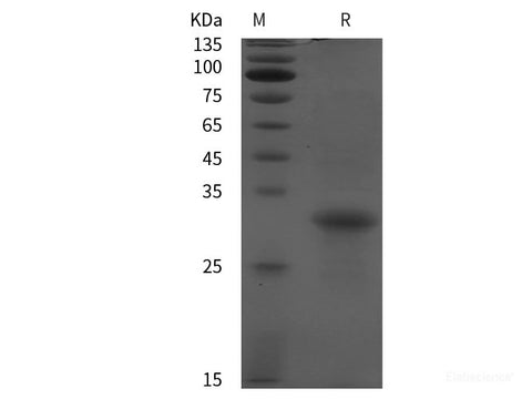 Recombinant Mouse HP protein (His tag)