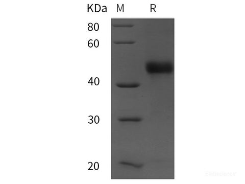 Recombinant Mouse PⅢNP protein (GST tag)