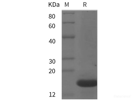 Recombinant Mouse IL22 protein (His tag)