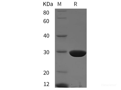 Recombinant Mouse gsta1 protein (His tag)