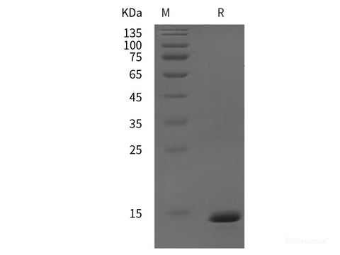 Recombinant mouse IGF-2/IGF-II protein (His tag)