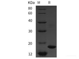 Recombinant Rat IL10 protein (His tag)