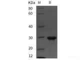 Recombinant Rat NT-proBNP protein (GST tag)