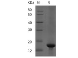 Recombinant Rat FoxJ1 Protein (His tag)