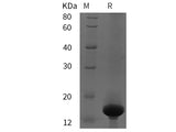 Recombinant Rat Chymase protein (His tag)