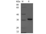 Recombinant Rat CD80/B7-1 protein (His tag)