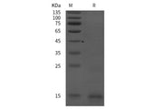 Recombinant Rat CGA protein (His tag)