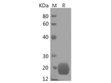 Recombinant Human MCEE Protein (His Tag)