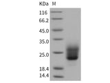 Recombinant Human NKp30/NCR3 protein (His tag)