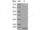 Recombinant Human IL-8/CXCL8 Protein (HEK293 Cells)