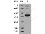 Recombinant Human IL-8/CXCL8 Protein (aa 28-99, Fc Tag)