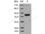 Recombinant Human IL-8/CXCL8 Protein (aa 23-99, Fc Tag)