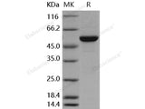 Recombinant Human MERTK/MER Protein (His&GST Tag)